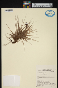 Tillandsia tenuifolia image