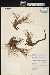 Tillandsia tenuifolia image