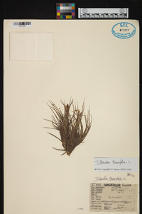 Tillandsia tenuifolia image