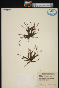 Tillandsia tricholepis image