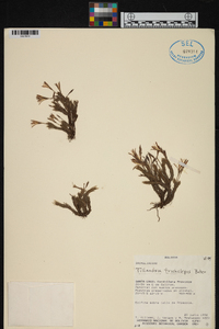 Tillandsia tricholepis image