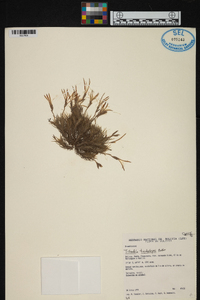 Tillandsia tricholepis image