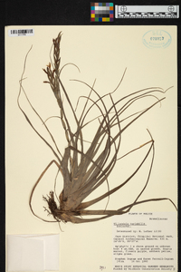 Tillandsia variabilis image