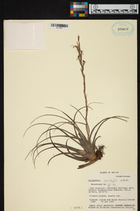 Tillandsia variabilis image