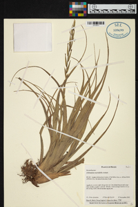 Tillandsia variabilis image