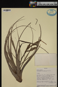 Tillandsia variabilis image