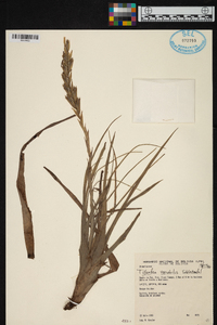 Tillandsia variabilis image