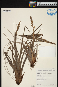 Tillandsia variabilis image