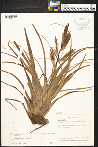 Tillandsia variabilis image