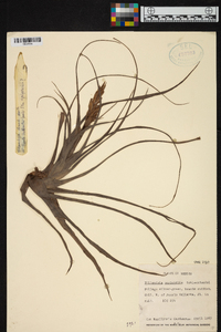 Tillandsia polystachia image