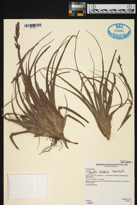 Tillandsia variabilis image