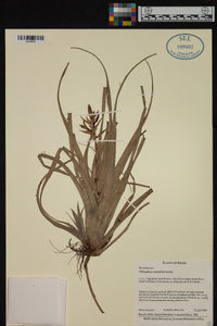 Tillandsia variabilis image