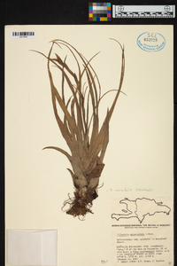 Tillandsia variabilis image