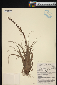 Tillandsia variabilis image