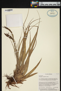 Tillandsia variabilis image