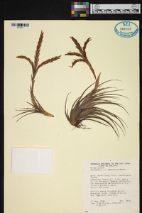 Tillandsia vernicosa image