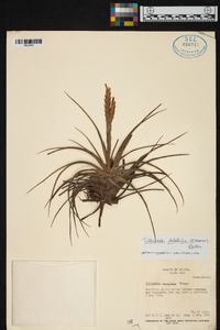 Tillandsia vernicosa image