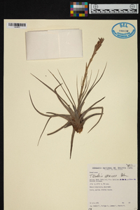 Tillandsia vernicosa image