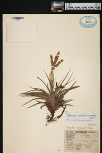 Tillandsia vernicosa image