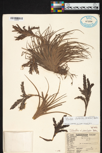 Tillandsia vernicosa image