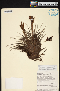 Tillandsia vernicosa image