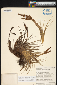 Tillandsia vernicosa image