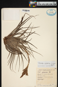 Tillandsia vernicosa image