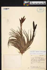 Tillandsia vernicosa image