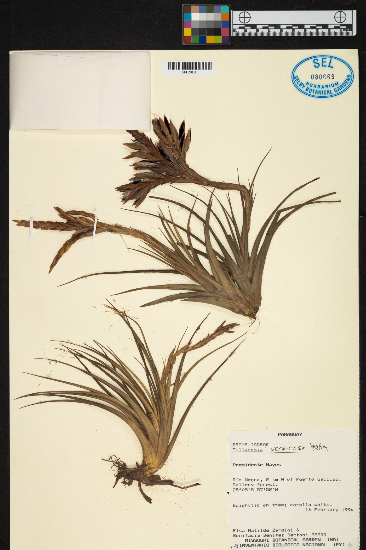 Tillandsia vernicosa image