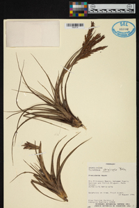 Tillandsia vernicosa image