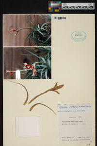 Tillandsia vernicosa image