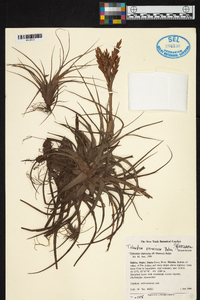 Tillandsia vernicosa image