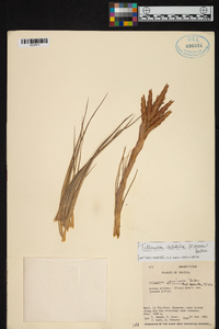 Tillandsia vernicosa image