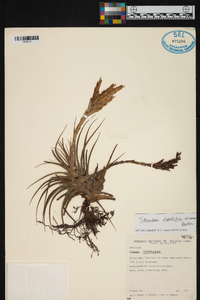 Tillandsia didisticha image