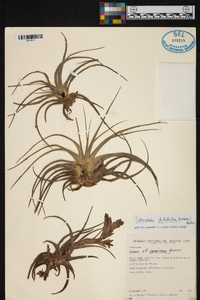 Tillandsia didisticha image