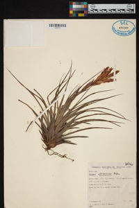 Tillandsia vernicosa image