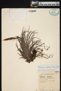 Tillandsia didisticha image