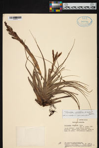 Tillandsia vernicosa image