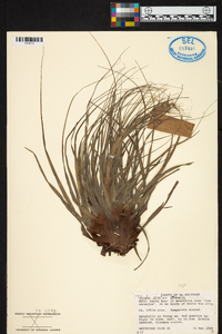 Tillandsia vicentina image