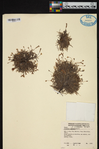 Tillandsia virescens image