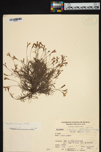 Tillandsia virescens image