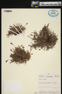 Tillandsia virescens image