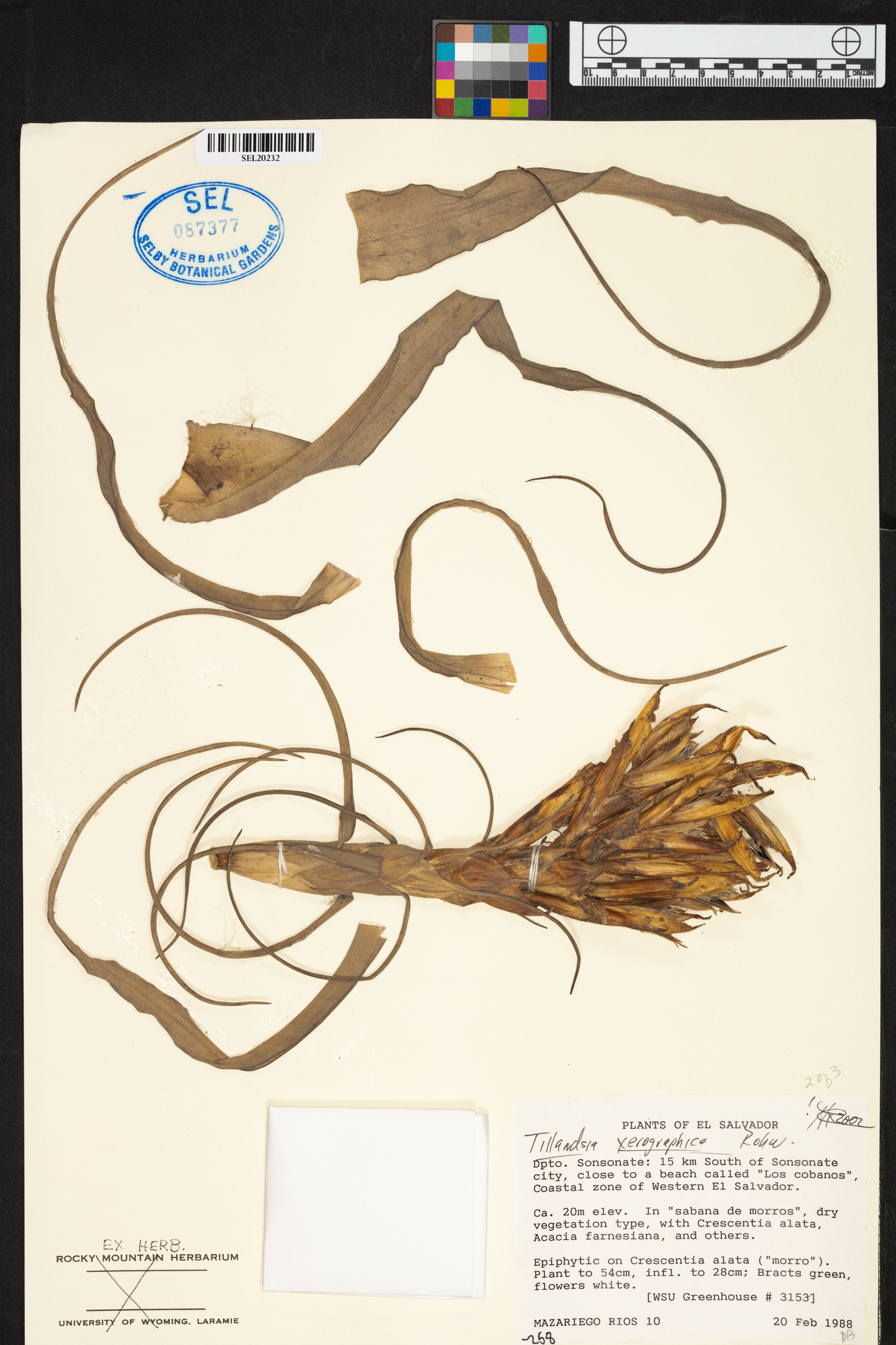 Tillandsia xerographica image