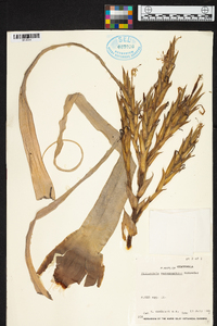 Tillandsia xerographica image