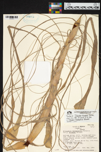 Tillandsia xerographica image