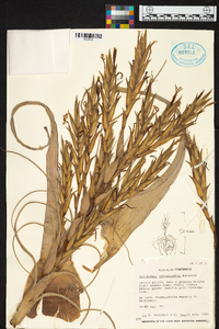 Tillandsia xerographica image