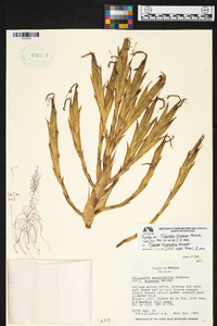 Tillandsia xerographica image