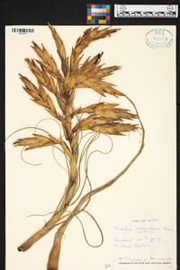 Tillandsia xerographica image