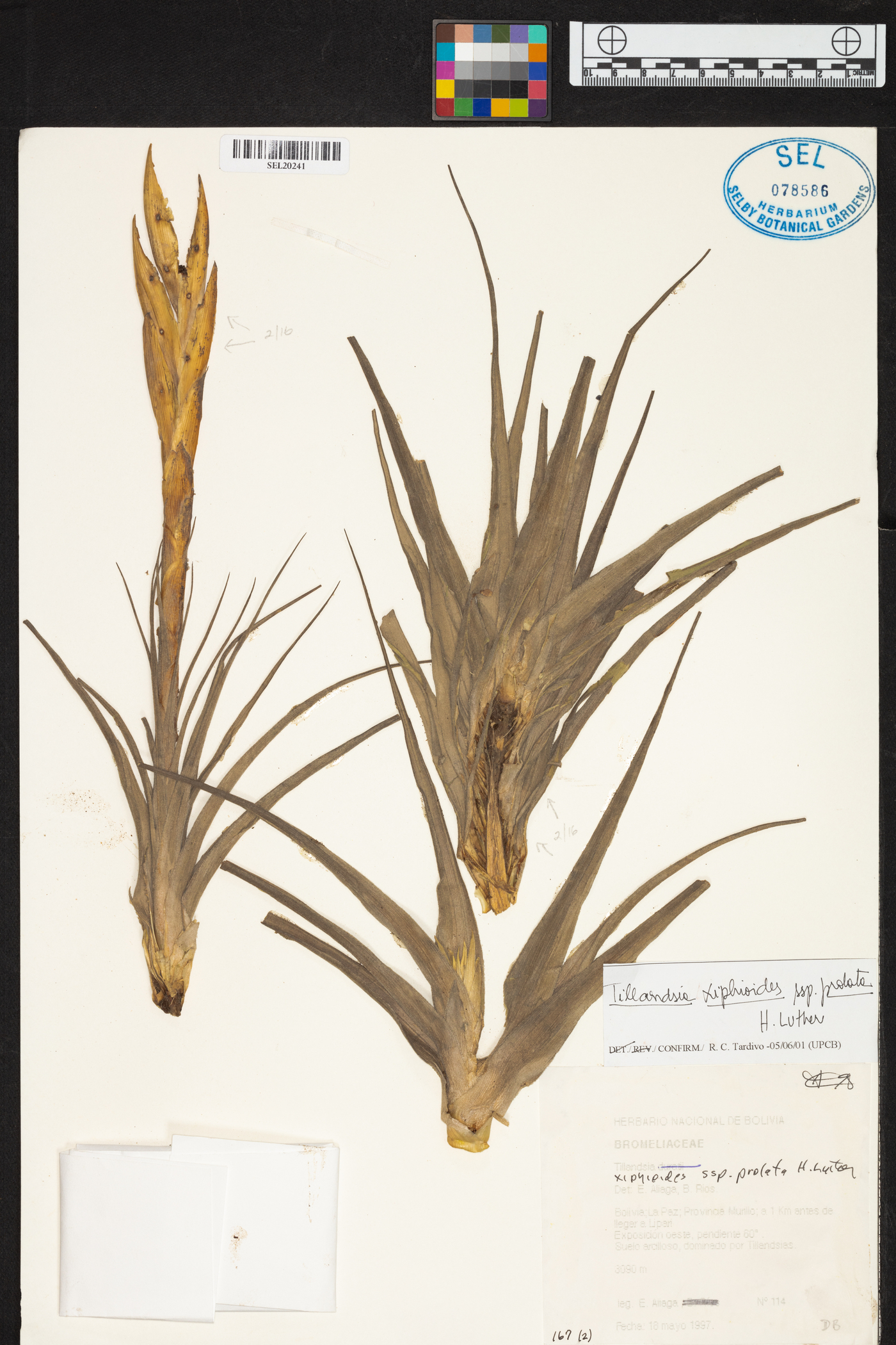 Tillandsia prolata image