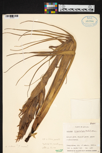 Image of Vriesea arpocalyx
